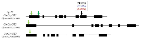 CRISPR-Cas9 시스템을 이용한 돌연변이체 제조. 녹색으로 표시되어 있는 부분에서 돌연변이를 일으켜 기능상실 돌연변이체를 제조