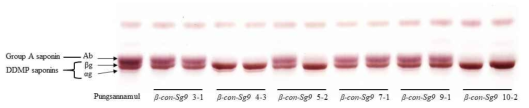 β-Sg-9 형질전환체의 종자에서 TLC를 통한 사포닌 분석