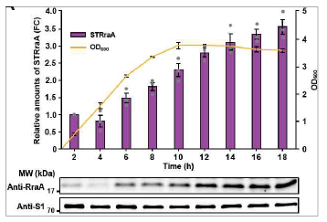 살모넬라 타이피뮤리움의 성장에 따른 RraA 단백질의 발현량 변화 첫 2시간에 샘플링한 RraA 단백질의 발현량을 기준값 1로 정하고 RraA 단백질의 발현량을 확인하였다(보라색 막대그래프). 살모넬라 타이피뮤리움의 성장곡선은 LB 액체 배지에서 2시간마다 OD600에서 측정하였다(노란색 선 그래프)