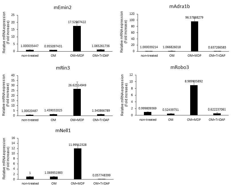MDP와 TriDAP 자극에 따른 메틸화 연관 유전자의 발현양상. Primary calvarial osteoblasts에 분화배지 내 MDP 또는 TriDAP을 24시간 동안 처리함. Real-time RT-PCR로 각 유전자의 발현을 확인함. *OM: Osteoblast differentiation medium containing 10 mM β-glycerol phosphate and 50 μg/mL L-ascorbic acid