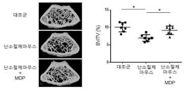 MDP에 의한 난소절제마우스의 골량 증가 난소절제를 통해 골량 감소를 유도한 마우스에 MDP를 주입한 후, 미세컴퓨터 단층 촬 영장치로 스캔후, 골량 분석함