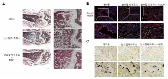 난소절제 골다공증 동물모델에서 MDP에 의한 골량 증가 파라핀 조직의 H&E 염색 (A), 조골세포 활성능 확인을 위한 Runx2 특이 항체를 사용한 면역염색 (B), 파골세포 활성능 확인을 위한 TRAP염색 (C)