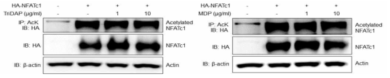 Nod리간드에 의한 NFATc1의 아세틸화