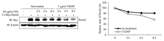 TriDAP에 의한 Runx2 단백질 분해