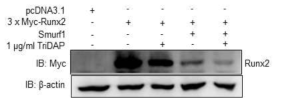 TriDAP에 의한 Runx2 단백질감소에 smurf1의 관여 확인