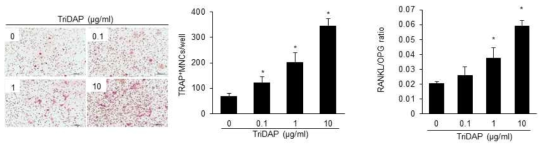 TriDAP에 의한 파골세포분화 증가와 증가된 RANKL/OPG ratio