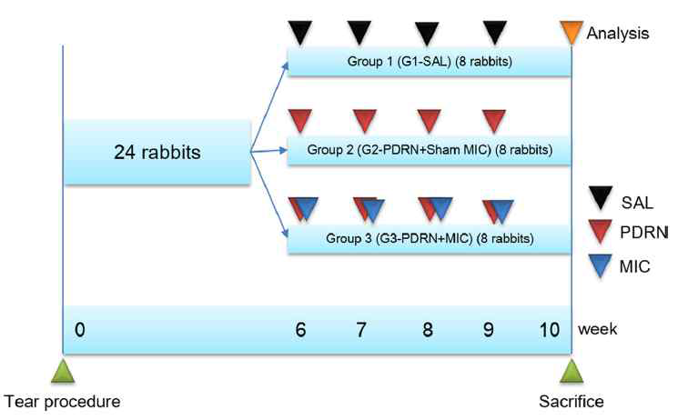 Timeline of SAL, PDRN with Sham MIC, and PDRN with MIC four time injections per week G1-S, 0·2 mL normal saline; G2-PDRN+Sham MIC was injected with 0·2mL PDRN, weekly four injections were injected under ultrasound guidance into the left shoulder subscapularis full-thickness tears at 6 weeks after tears were created and sham MIC for 4 weeks after the first PDRN injection. G3-PDRN+MIC was injected with 0·2mL PDRN, weekly four injection and MIC was applied daily for 1 hours for 4weeks. All rabbits were euthanized by carbon monoxide inhalation 4 weeks after the first injection of different solutions, and gross morphology of the tear site, histologic examination, and motion analysis were performed. Abbreviations: SAL, 0·2mL Normal saline; PDRN, Polydeoxyribonucleotide acid; MIC, Microcurrent therapy