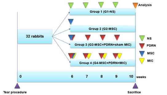 Timeline of study. Normal saline group (0.2 mL; G1-NS), MSC group (0.2 mL; G2-MSC), MSC and weekly four injections of 0.2 mL PDRN with sham MIC (G3-MSC+PDRN+sham MIC), and 0.2 mL MSC and weekly four injections of 0.2 mL PDRN with MIC for four weeks (G4-MSC+PDRN+MIC) were treated into the right supraspinatus full-thickness tears after tears were created. Gross morphology of the tear site, histologic examination, and motion analysis were examined or performed at four weeks after treatments. All rabbits were euthanized by carbon monoxide inhalation at four weeks after treatment with different solutions. MSC, mesenchymal stem cell; MIC, microcurrent