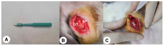 Under general anesthesia, the 5mm diameter lesion sized full-thickness rotator cuff tear on the interface site of right supraspinatus tendon-to-bone was created by punch biopsy excision using Biopsy Punch 5mm LZ (SFM, Germany). After the excision was made, the wound was immediately covered by 7-mm round shape silicone tube (Penrose drainage tube, Sewoon medical Co. Ltd, Cheonan, Korea) to induce chronic rotator cuff tear model and closed by subcutaneous and skin sutures. GT, Greater tubercle; SP, Supraspinatus tendon