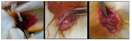 Under general anesthesia, the 5mm diameter lesion sized full-thickness rotator cuff tear on the insertion site of left subscapularis tendon was created by punch biopsy excision using Biopsy Punch 5mm LZ (SFM, Germany). After the excision was made, the wound was immediately covered by 7-mm round shape silicone tube (Penrose drainage tube, Sewoon medical Co. Ltd, Cheonan, Korea) to induce chronic rotator cuff tear model and closed by subcutaneous and skin sutures