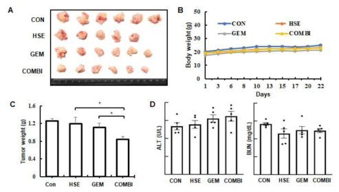 췌장암 orthotopic mouse 모델에서 HSE와 Gemcitabine의 병용 투여의 효능