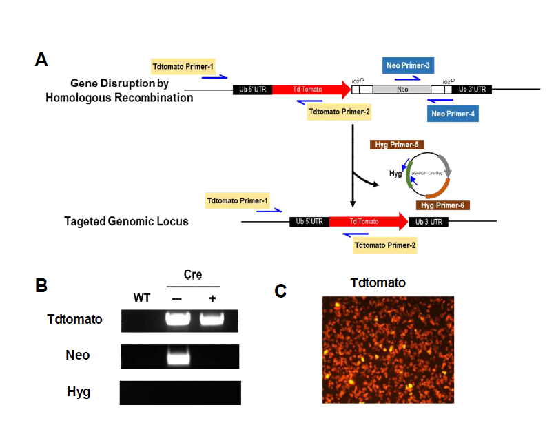 tdtomato 형광 단백질을 이용한 CRISPR/Cas9 모니터링 시스템 (A) Cre-loxP를 활용하여 tdtomato 유전자의 삽입에 이용한 벡터 시스템 (B) PCR을 이용한 tdtomato 유전자의 상동재조합에 의한 삽입 여부 확인 및 (C) 형광현미경을 이용한 tdtomato 발현 확인