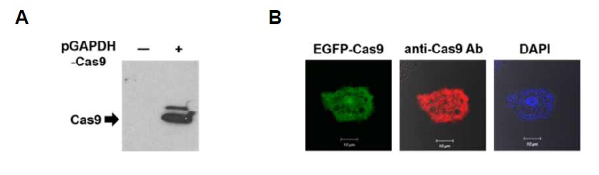 가시아메바 세포 내에서 발현되고 있는 Cas9 단백질 (A) Western blotting과 (B) 공초점 형광현미경을 이용한 확인