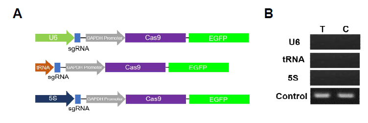 가시아메바 CRISPR/Cas9 시스템 (A) sgRNA와 Cas9 단백질을 동시에 발현하는 all-in-one 벡터의 sgRNA 프로모터의 구성 (B) circular RT-PCR을 이용한 sgRNA 발현 여부의 확인