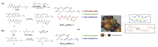 PAU-g-PEG와 PAA-g-PEG의 합성 반응