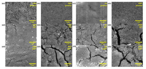 CGN, PAA, SA와 CMC로 제작한 전극 표면에서의 SEM images