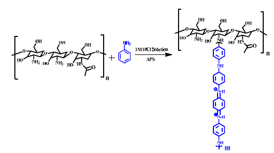 Chitosan-g-PANI 의 합성 반응