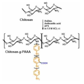 Chitosan-g-PAAA 의 합성 반응