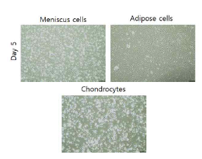 각각의 조직에서 분리 배양된 세포 모습
