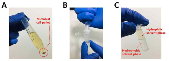 세포 내외 대사체 추출 과정 사진 (A) 세포 배양액의 원심분리 후 세포침전물 확인, (B) 0.22 um PVDF 필터를 이용한 주사기 여과 멸균, (C) 클로로포름-메탄올 층분리 추출을 이용한 친수성 대사체와 소수성 대사체의 추출
