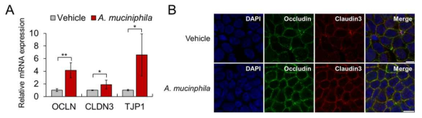 (A) A. muciniphila 공배양에 따른 장 상피세포의 세포간 접합 단백질 mRNA의 발현 변화. (B) 면역형광염색법으로 관찰한 장 상피세포의 세포간 접합 단백질 발현 변화