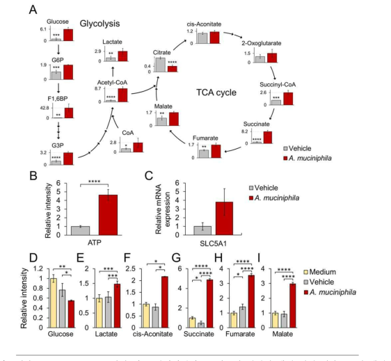 (A) A. muciniphila 투여에 따른 해당과정과 TCA회로의 대사체 생산 변화. (B) ATP의 생산 변화. (C) 포도당 수송 단백질의 mRNA 발현 변화. (D-I) 배양액 내 포도당과 유기산 정량 변화