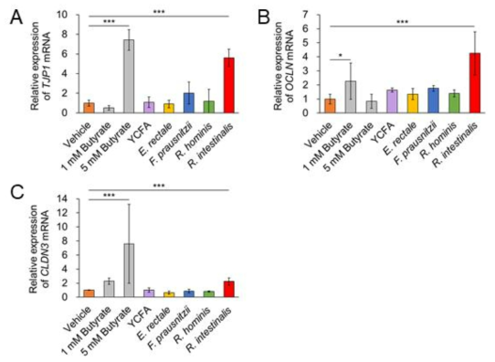 인간 장내 부티르산 생산균 발효추출물에 의한 장벽 강화 관련 전사체 발현 비교. (A) Tight junction protein 1, (B) Occludin, (C) Claudin 3