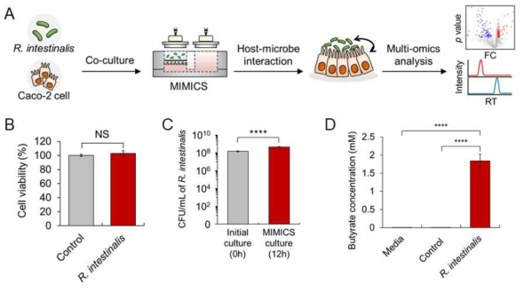 (A) 인간 장내 환경 모사 공배양장치를 이용한 R. intestinalis 공배양 및 효능 검증 모식도. (B) R. intestinalis 처리에 따른 장 상피세포의 생존능 비교. (C) R. intestinalis 공배양 시 R. intestinalis의 성장능 확인. (D) 공배양 배양액의 R. intestinalis의 부티르산 생산량 분석