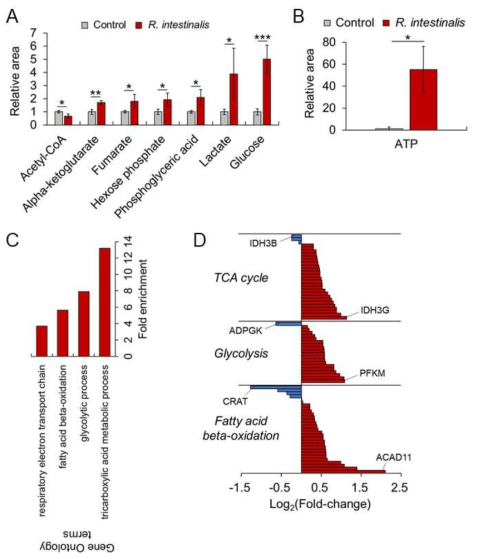 (A) R. intestinalis 공배양 시 인간 장 상피세포의 에너지 대사 관련 대사물질 생산량 변화 측정. (B) 장 상피세포의 ATP 수준 변화 분석. (C) 인간 장 상피세포의 에너지 대사 관련 Gene ontology enrichment analysis. (D) 에너지 대사 관련 단백질체 변화 분석