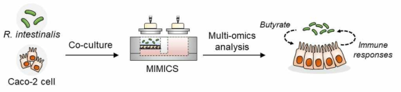 본 연구에서 개발한 체외 장내환경 모사 공배양장치를 활용해 R. intestinalis 공배양을 통한 숙주-미생물 면역 상호작용 분석 모식도
