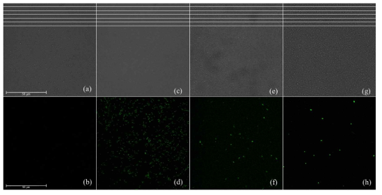 CLSM images of ROS formation. Bright mode (a) and confocal image (b) of untreated A. tumefaciens. Bright mode (c) and confocal image (d) of A. tumefaciens treated with thyme white oil. Bright mode (e) and confocal image (f) of A. tumefaciens treated with thymol. Bright mode (g) and confocal image (h) of A. tumefaciens treated with carvacrol. Scale bar = 50 μm