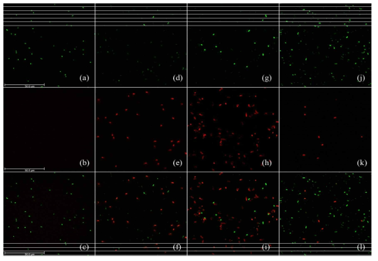 Confocal laser scanning microscopy images of cell membrane integrity. SYTO9 stained (a), PI stained (b), and mixed image (c) of untreated A. tumefaciens. SYTO9 stained (d), PI stained (e), and mixed image (f) of A. tumefaciens treated with cinnamon bark essential oil. SYTO9 stained (g), PI stained (h), and mixed image (i) of A. tumefaciens treated with trans-cinnamaldehyde. SYTO9 stained (j), PI stained (k), and mixed image (l) of A. tumefaciens treated with salicylaldehyde. Scale bar = 50 μm