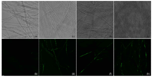 Confocal laser scanning microscopy image of ROS generation (a-h). Bright mode (a) and confocal image (b) of untreated C. gloeosporioides. Bright mode of C. gloeosporioides treated with bay EO (c), allspice EO (e), ajowan EO (g). Confocal image of C. gloeosporioides treated with bay EO (d), allspice EO (f), ajowan EO (h)