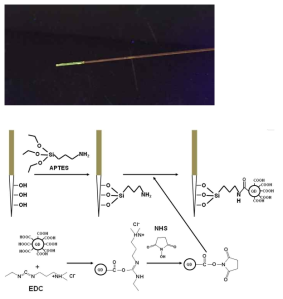 EDC/NHS 커플링에 의한 Optical fiber 탄소 양자점 부착 공정과 그 결과