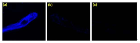 C-CANs-GABase에 GABA를 첨가한 용액에 상온 incubation한 Zebrafish 유충에 대한 confocal laser scanning microscopy 이미지 (a) 대조군, (b) 20 μM GABA, (c ) 30 μM GABA 첨가