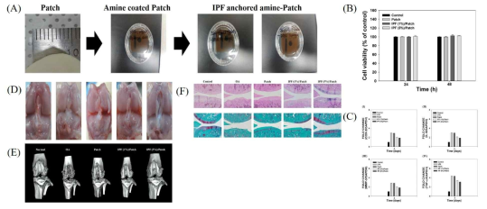 (A) 이부프로펜 함유 패치 제작 (B) 이부프로펜 함유 패치 세포독성평가, (C) 이부프로펜 함유 패치 항염증 평가 (D) 육안관찰; (I) 정상군, (II) OA 유도군 (III) OA 유도군 + Patch 주입군, (IV) OA 유도군 + 이부프로펜 (1%)/Patch, (V) OA 유도군 + 이부프로펜 (5%)/Patch. (E) micro-CT 결과, (F) 조직학적 결과