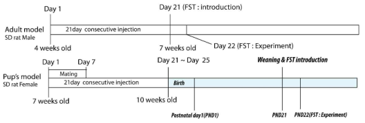 Adult model, Pup’s model 만드는 scheme]