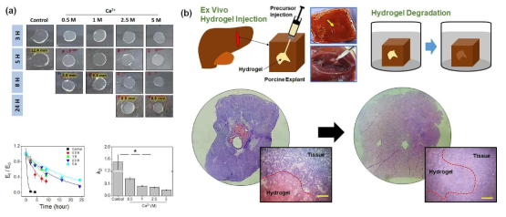 (a) 칼슘 이온가교를 통해 하이드로젤의 생분해도 조절. (b) 생체조직 내부에 주사주입을 통해 형성된 하이드로젤 및 자연적인 생분해 관찰