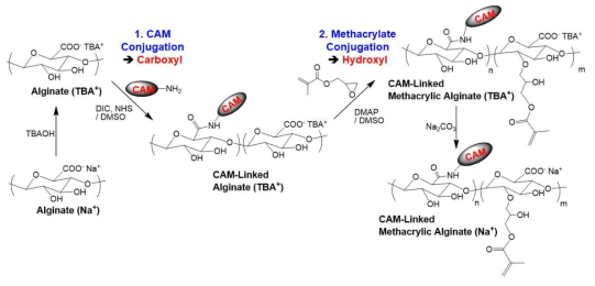 CAM-methacrylic alginate(MAlg) 가교제 합성 모식도