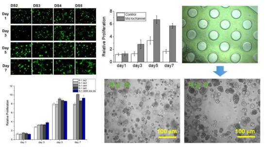 MDex의 DS를 조절하여 하이드로젤의 기계적 물성 향상. 마이크로채널 도입하여 세포 증식율 향상