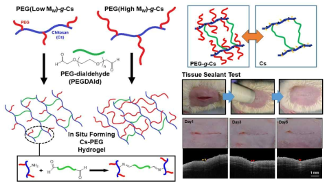 PEG graft된 키토산 개발 및 PEG-dialdehyde와의 Schiff base 반응을 통해 in situ forming 하이드로젤 개발