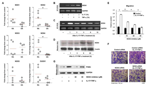 RA FLS에서 NOX4의 역할 규명