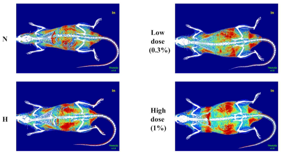 Analysis of body composition on the rats using DXA