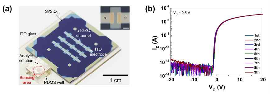 (a) 제작된 IGZO 트랜지스터 어레이. (b) 트랜지스터들에 대한 Transconductance 특성