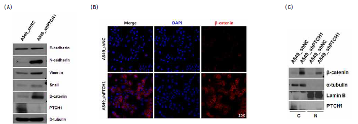 (A) 대조군과 실험군에서 EMT 관련 단백질의 발현을 Western blot을 통해 관찰하였음. (B) 면역 형광법을 이용하여 β-catenin의 발현을 공초점 현미경 (Confocal Microscopy)으로 관찰하였음. (C) β-catenin의 발현을 세포질과 핵에서 각각 관찰하였음
