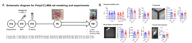 MIA 유도 조현병 모델 (poly(I:C) 투여) 확립 (A) 및 조현병 유사행동 양상을 검증함 (B)