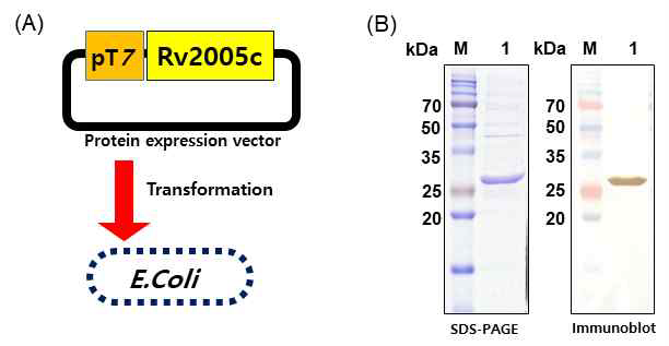 Rv2005c발현균주 제작 및 Rv2005c 재조합단백질 정제