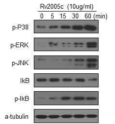 Rv2005c의 수지상세포 내의 신호전달기작 분석
