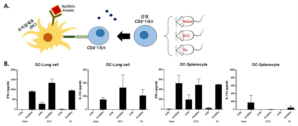 Rv2005c로 성숙화된 수지상세포의 감염 T세포 활성화분석