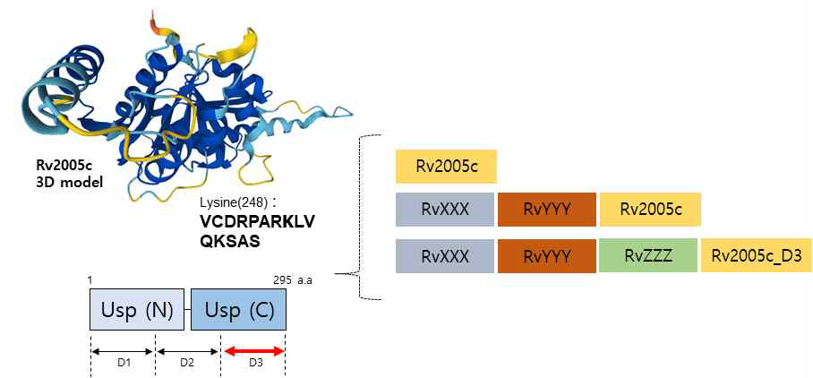 Rv2005c항원 구조와 Rv2005c 중요부위가 포함된 합성항원단백질 모식도